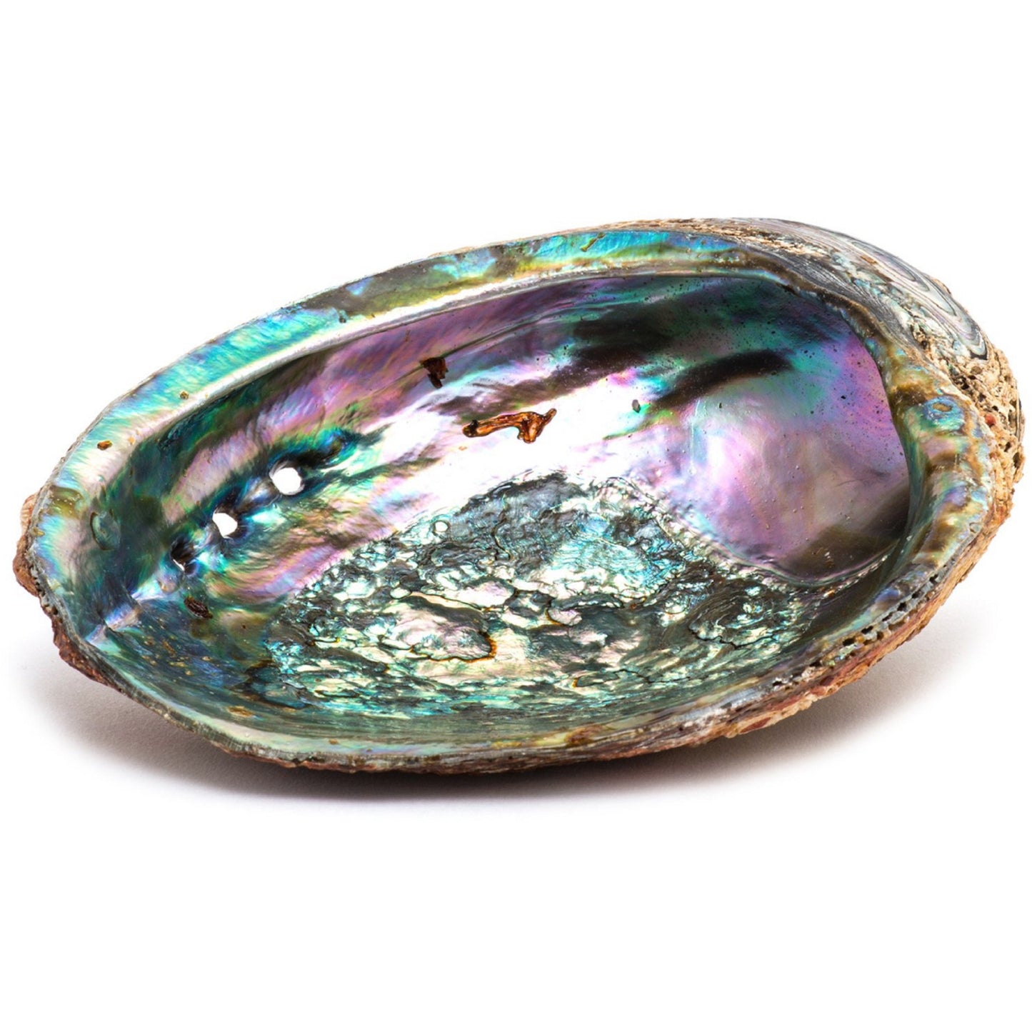 Abalone Smudge Shell