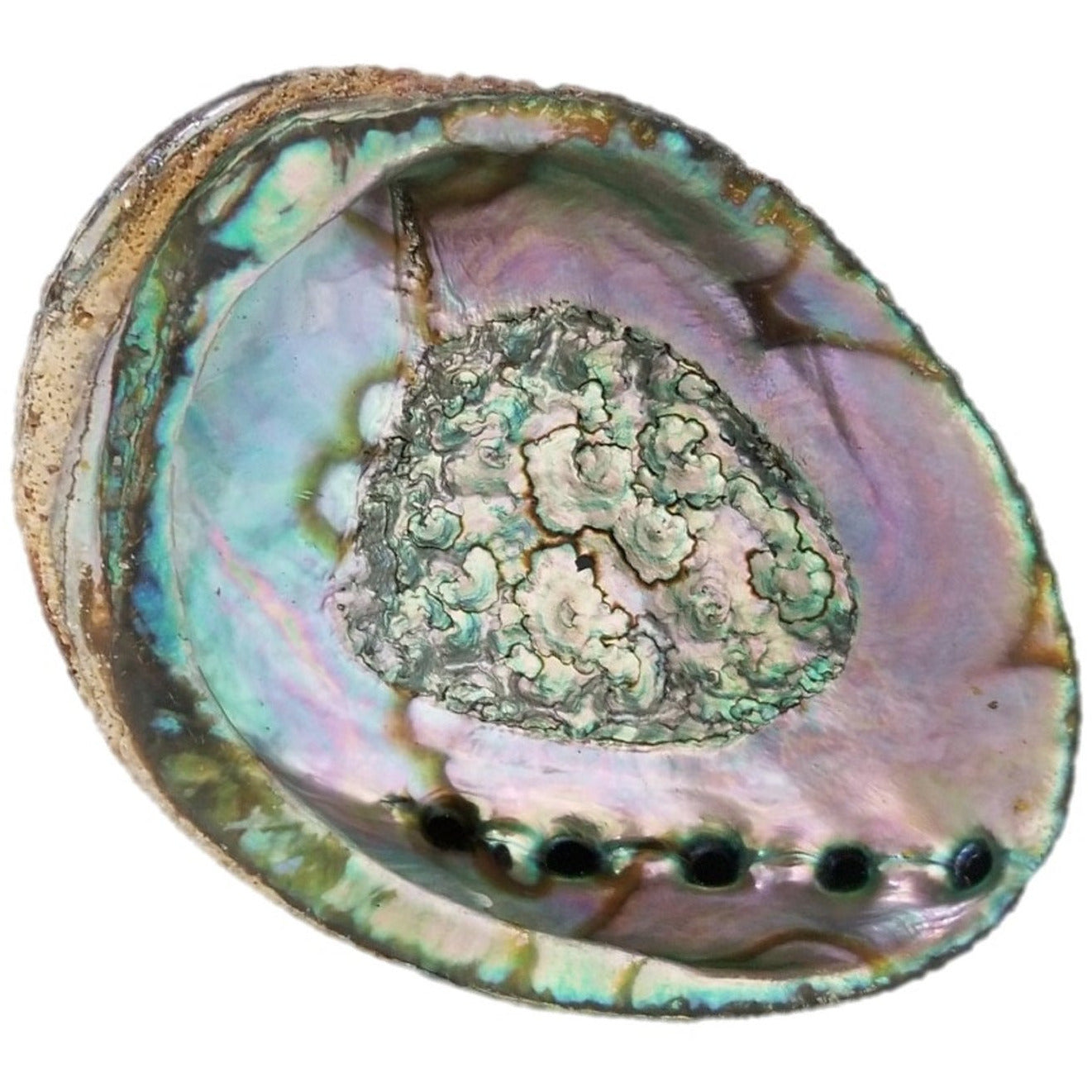 Abalone Smudge Shell